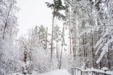 Rus ormanında kış sabahı. Yüksek kalite fotoğraf