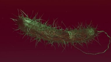 A looping 3-D animation of Bacteria in the bloodstream.