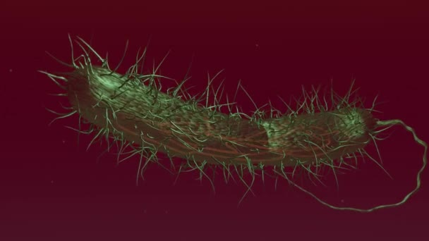 Animación Bacterias Torrente Sanguíneo — Vídeos de Stock