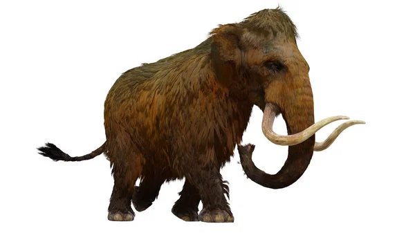 Beyaz arka planda bir Tüylü Mamut 'un 3 boyutlu çizimi.