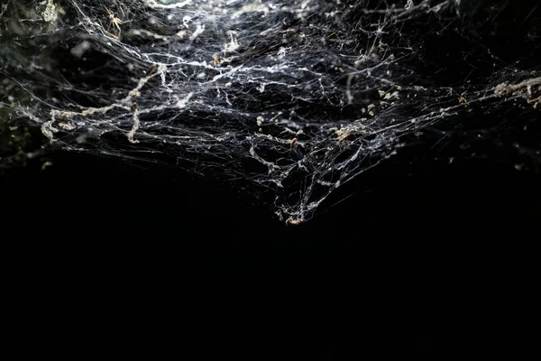 White web on black background. Concept of Halloween and trap.