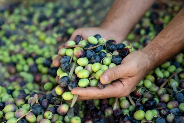 Erkeklerin elinde bir avuç taze zeytin hasadı. Zeytin hasadı, yakın plan..