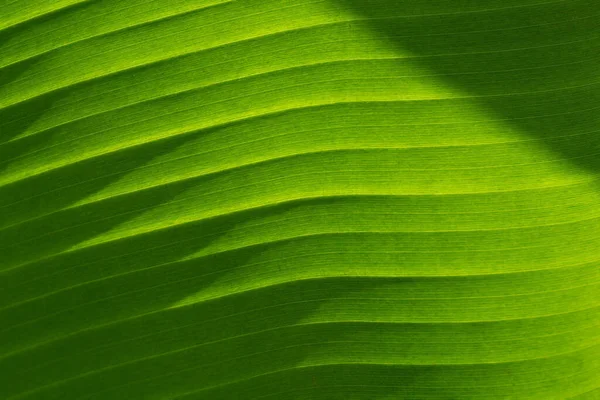 Tekstura tła egzotyczne zielone liście bananów, ukośne linie. — Zdjęcie stockowe