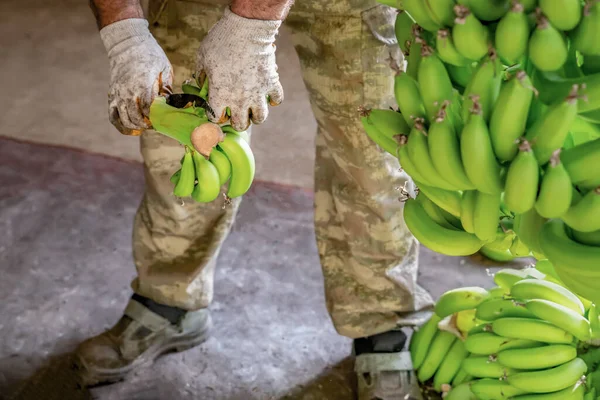 Man in work gloves sorts of green bananas. Preparation of bananas for wholesale. — Stock Photo, Image