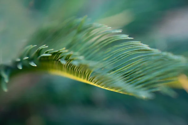 Fond flou d'une feuille verte exotique. Concept d'écologie — Photo