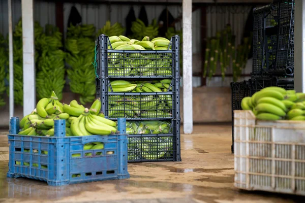 Sortering av bananskörden i butiken vid bananproduktionen. Bananindustrin Royaltyfria Stockbilder