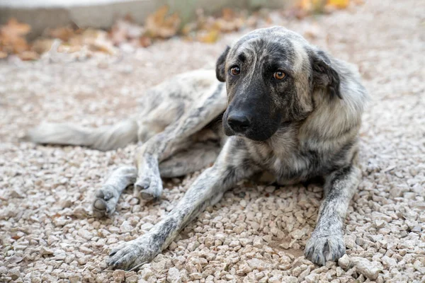 Gri ve beyaz renkli başıboş köpek yerde yatıyor ve üzgün gözlerle çerçeveye bakıyor.