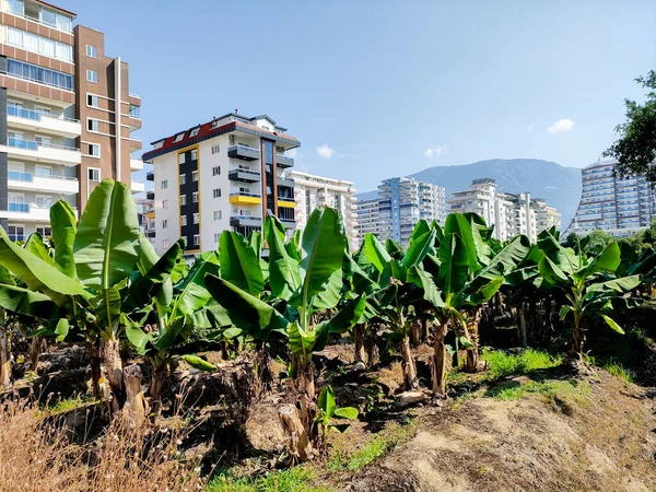Şehir ve doğanın uyumlu birleşimi kavramı. Muz palmiyeleri ve dağların arka planında uzun modern evler. 