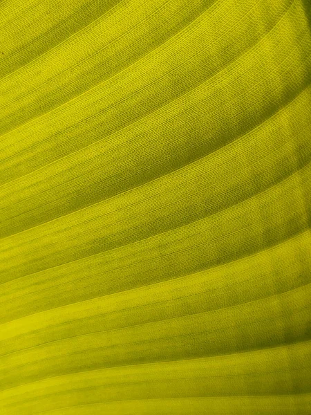 Background Texture Exotic Green Banana Leave Diagonal Lines Close — Stock Photo, Image