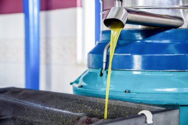 Zeytin yağı spin makinesinin musluğundan akıyor. Fabrikada ekstra bakire zeytinyağı üretimi. Yakın plan.
