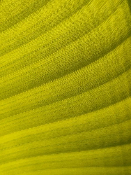 Textura Fondo Hoja Plátano Verde Exótico Líneas Diagonales Primer Plano — Foto de Stock