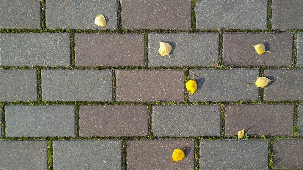 Fundo Outono Estrada Tijolo Com Grama Brotada Entre Ele Folhas — Fotografia de Stock