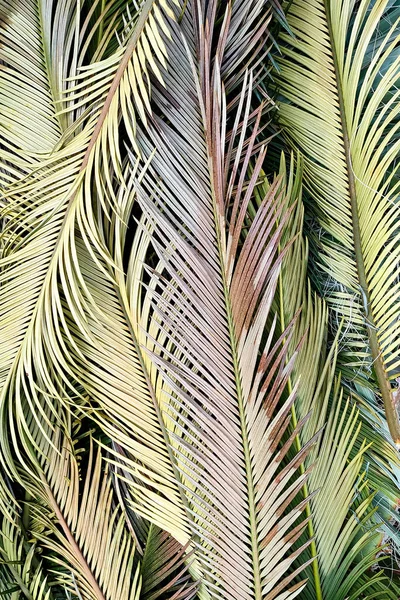 Multicolored exotic palm leaves, tropical background, flatlay, top view, close-up, vertical frame