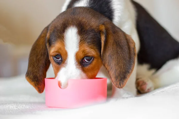 Av köpeği yavrusu kaseden yemek yer. Bakışlar kameraya yönlendirilir. Gözler kameraya çevrilmiştir. Yakın çekim.