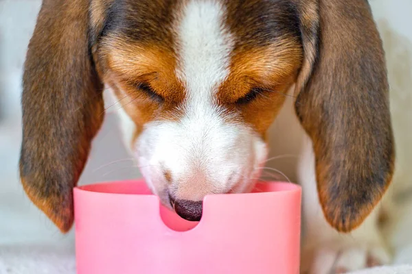 Av köpeği yavrusu kaseden yemek yer. Köpekler kafa kafaya ve yakın çekimde oynarlar. Ön görünüm
