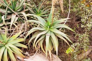 Aloe vera bitkileri bahçede kapanıyor.