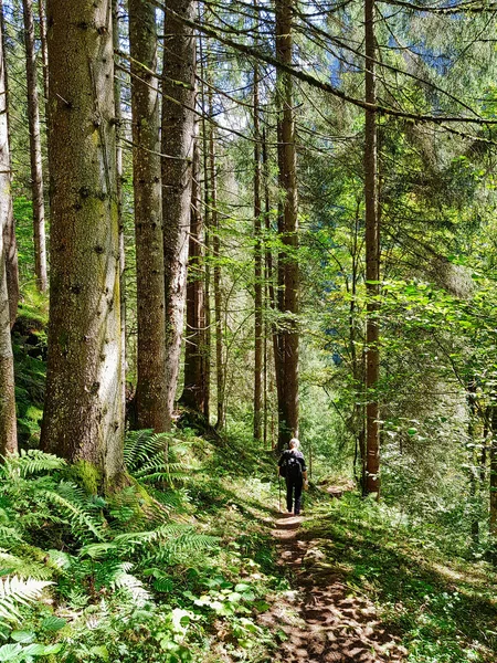 Persona Solitaria Caminando Por Sendero Bosque Pinos Con Árboles Gigantes — Foto de Stock