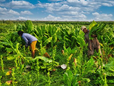 Tayland 'ın Phetchabun eyaletinde büyük tütün yaprakları hasat eden çiftçiler