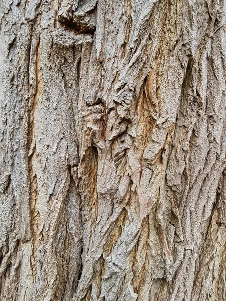 老橡树的花纹树皮 — 图库照片