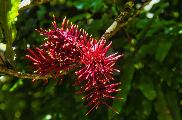 Les Fleurs Arbre Rewarewa Knightia Excelsa Chèvrefeuille Nouvelle Zélande Endémique — Photo