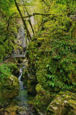 Gorges de l 'Abme, Saint-Claude, Jura, Fransa' nın derin, dar ve ağır ormanlık kanyonu.