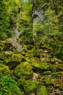 Gorges de l 'Abime, Saint-Claude, Jura, Fransa' nın peri masalı ormanlarındaki büyük yosun kaplı kayalar, derin, dar, ağır ormanlık bir kanyon.