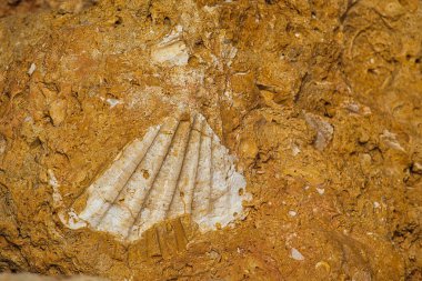 Sarı-kırmızı kireç taşında büyük bir kabuğun fosili.