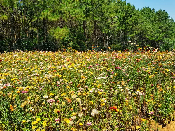 Πεδίο Από Αχυρένια Άνθη Xerochrysum Bracteatum Στο Δάσος Πεύκου Khasya — Φωτογραφία Αρχείου