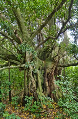 Çok eski bir puriri ağacı (Vitex lucens) Tolaga Körfezi, Doğu Burnu, Kuzey Adası, Yeni Zelanda