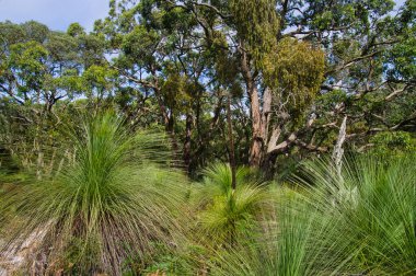  Büyük çimen ağaçları (Xanthorrhoea) ve okaliptüs Greensbush-Highfield, Mornington Yarımadası Ulusal Parkı, Victoria, Avustralya