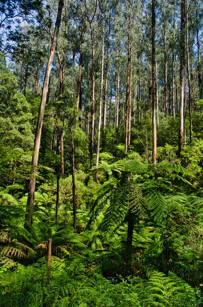 Las Deszczowy Olbrzymimi Paprociami Drzewnymi Wysokim Eukaliptusem Popiołu Górskiego Pobliżu — Zdjęcie stockowe