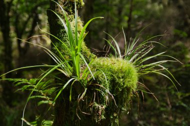 Te Urewera Ulusal Parkı, Kuzey Adası, Yeni Zelanda 'nın yağmur ormanlarındaki bir ağaç kütüğünden çıkan güneş ışığı yosunu ve çimenler..
