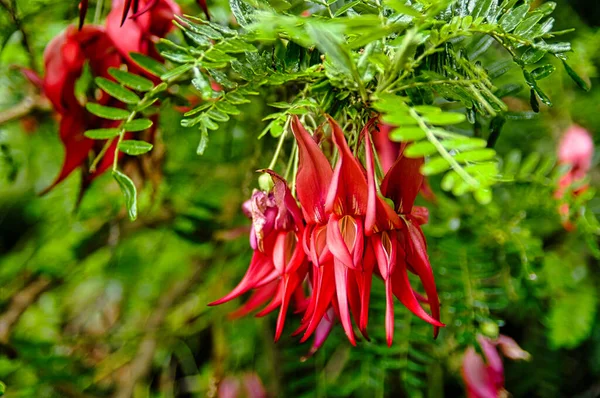 Flores Vermelhas Brilhantes Bico Kaka Clianthus Puniceus Arbusto Pequena Árvore — Fotografia de Stock
