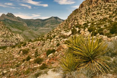 Las Vegas, Nevada 'dan çok uzak olmayan Red Rock Kanyon Koruma Alanı' ndaki kayalık bir yamaçta. Ön planda birkaç yucca.