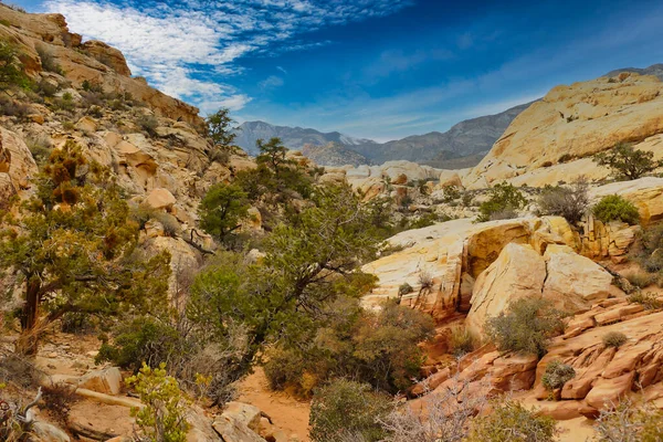 Las Vegas, Nevada yakınlarındaki Kızıl Kaya Kanyonu Ulusal Koruma Alanında, buruşuk eski ponderosa çamları olan Rocky Vadisi.