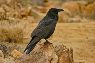 Joshua Tree Ulusal Parkı, Mojave Çölü, Kaliforniya 'da bir kayanın üzerindeki yaygın kuzgun (Corvus Corax)