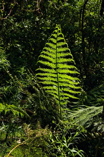 Une Feuille Fougère Allume Soleil Sur Fond Sombre — Photo