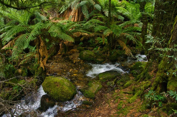 Górski Potok Paprocie Bujnym Lesie Deszczowym Niedaleko Warburton Victoria Australia — Zdjęcie stockowe