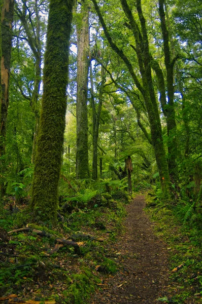 Pěší Stezka Mírném Deštném Pralese Whirinaki Forest Park Blízkosti Minginui — Stock fotografie