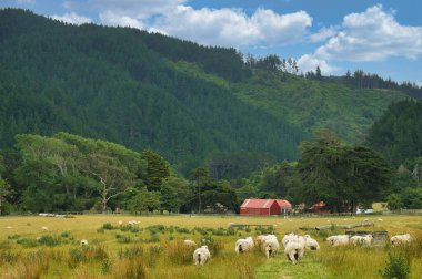 Yoğun ormanlık tepelerin eteklerinde otlayan koyunlar, Battle Hill Çiftliği, Pauatahanui, Porirua, Greater Wellington, Kuzey Adası, Yeni Zelanda