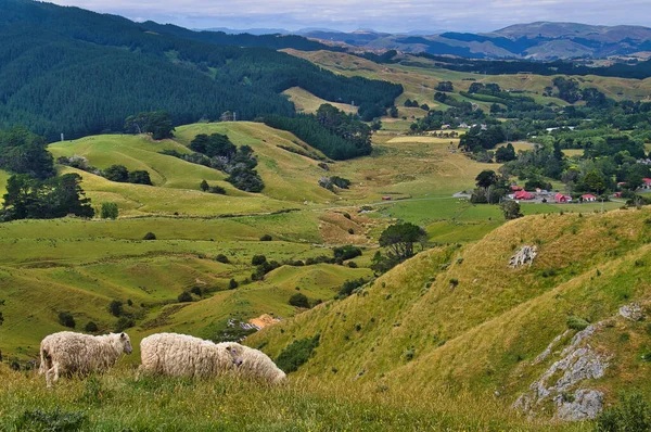 Зеленые Шипы Мясом Деревьями Овцефермы Battle Hill Farm Fatahanui Porirua — стоковое фото