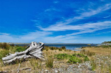 Wainuiomata Nehri ağzında güneşli ağaç gövdesi, Baring Head, Doğu Liman Bölgesel Parkı, Greater Wellington, Yeni Zelanda
