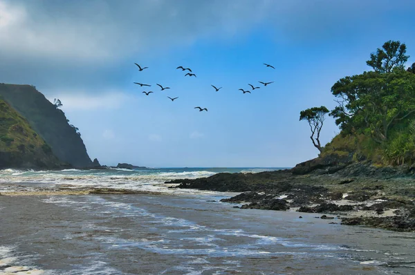 Дикий Прибрежный Пейзаж Стаей Птиц Пляже Залива Тапотупоту Крайнем Севере — стоковое фото