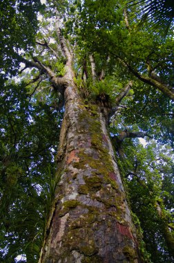 Dallarından epifitler çıkan dev kauri ağacı (Agathis australis), Waipoua Ormanı, Northland, Kuzey Adası, Yeni Zelanda