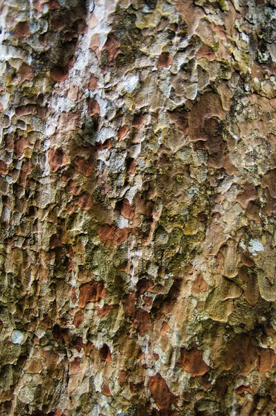 Corteccia Albero Kauri Agathis Australis Nella Foresta Waipoua Isola Del — Foto Stock