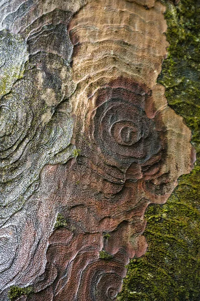 ニュージーランドの北島ワイポアの森にあるカウリの木の樹皮 Agathis Australis 背景としての抽象パターン — ストック写真