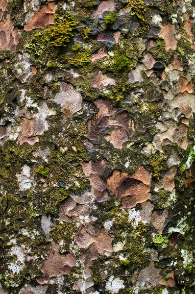 ニュージーランドの北島ワイポアの森にあるカウリの木の樹皮 Agathis Australis 背景としての抽象パターン — ストック写真