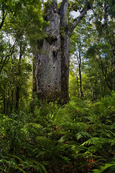 Dev Kauri Ağacı Agathis Australis Tane Matua Ngahere Ormanın Babası — Stok fotoğraf