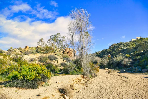 Ein Trockenes Sandiges Flussbett Mit Bäumen Und Wüstenvegetation Der Nähe — Stockfoto