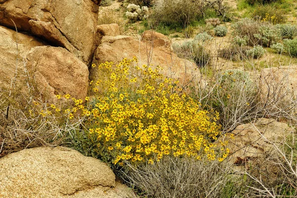 Gelbe Blüten Des Schlangenstrauch Encelia Farinosa Einer Wüstenpflanze Joshua Tree — Stockfoto